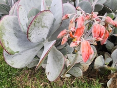 Cotyledon