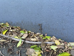 Saproscincus spectabilis