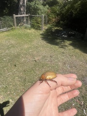 Anoplognathus olivieri