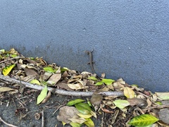 Saproscincus spectabilis