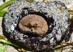 Austrodromidia octodentata