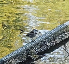 Motacilla alba