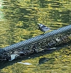 Motacilla alba