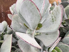 Cotyledon