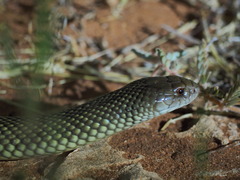 Pseudechis australis
