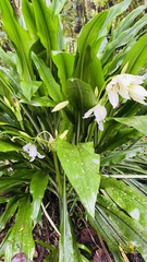 Crinum moorei