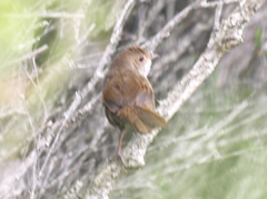 Dasyornis brachypterus brachypterus
