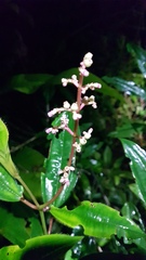Miconia ciliata