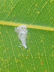 Eucalyptolyma maideni