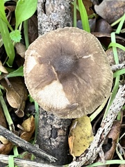 Coprinopsis uliginicola