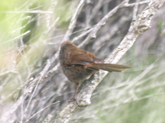 Dasyornis brachypterus brachypterus