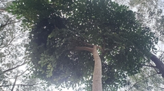 Heteropanax fragrans