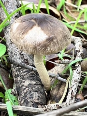 Coprinopsis uliginicola