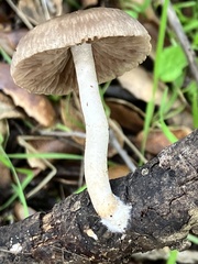 Coprinopsis uliginicola