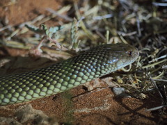 Pseudechis australis