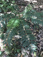 Ailanthus triphysa