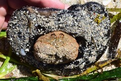 Austrodromidia octodentata