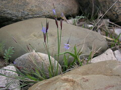 Sisyrinchium montanum
