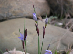 Sisyrinchium montanum