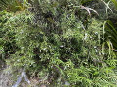 Dendrobium cunninghamii