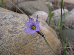 Sisyrinchium montanum