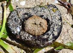 Austrodromidia octodentata