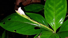 Spigelia hamelioides