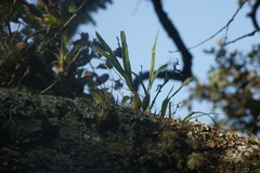 Epidendrum ciliare