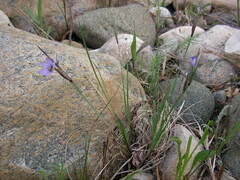 Sisyrinchium montanum