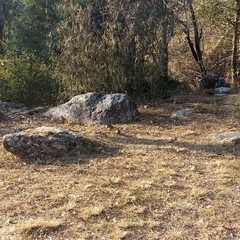 Pterorhinus albogularis