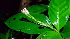 Spigelia hamelioides