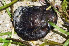 Austrodromidia octodentata