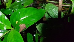 Spigelia hamelioides