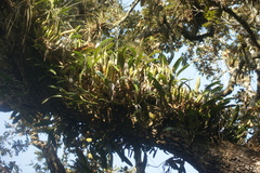 Epidendrum ciliare