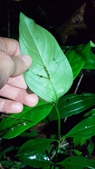 Spigelia hamelioides
