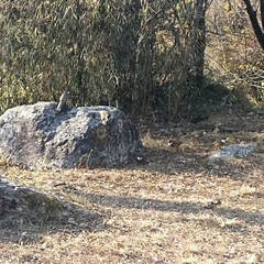 Pterorhinus albogularis