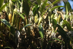 Epidendrum ciliare