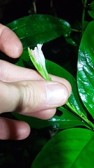 Spigelia hamelioides