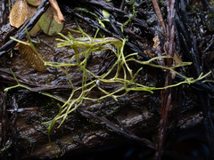 Riccia canaliculata