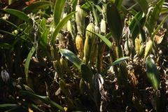 Epidendrum ciliare