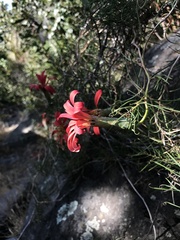 Mutisia subulata subulata