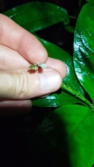 Spigelia hamelioides