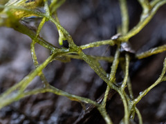 Riccia canaliculata