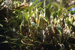 Epidendrum ciliare