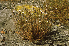 Epilobium melanocaulon
