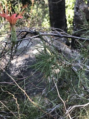 Mutisia subulata subulata