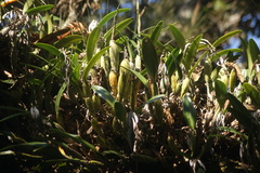 Epidendrum ciliare