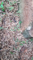 Brachiaria umbellata