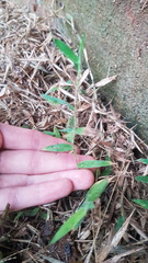 Brachiaria umbellata