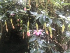 Elkea